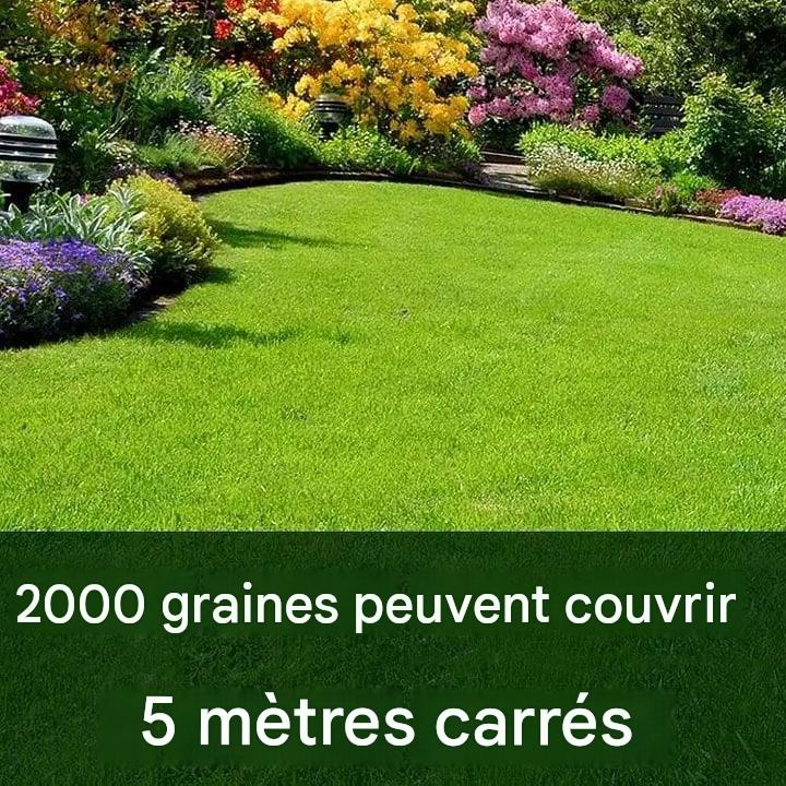 Graines de gazon nain persistant Burkina