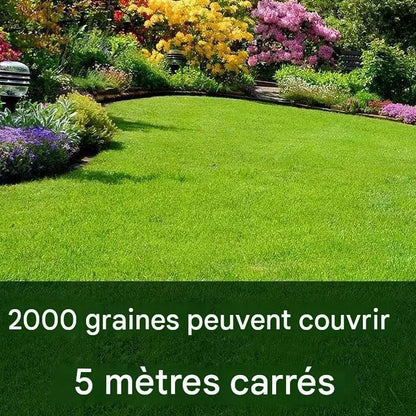 Graines de gazon nain persistant Burkina