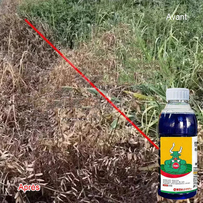 Herbicide Glufosinate à haute concentration